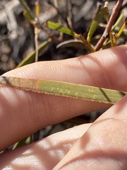 Acacia