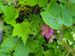 Rubus odoratus