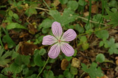 Geranium wlassovianum