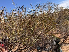 Acacia