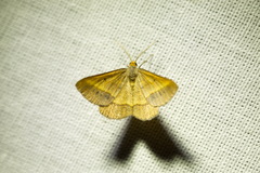 Isturgia arenacearia