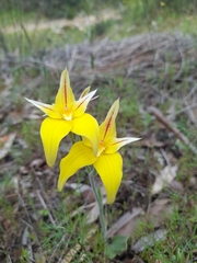 Caladenia flava flava