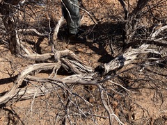 Acacia