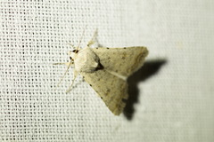Caradrina