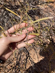 Acacia