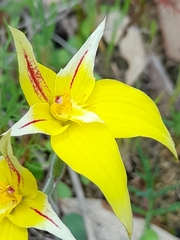 Caladenia flava flava