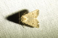 Caradrina