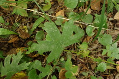 Geranium wlassovianum