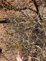 Acacia