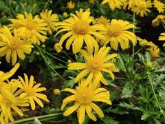 Euryops chrysanthemoides