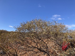 Acacia
