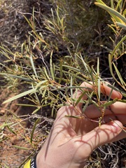 Acacia