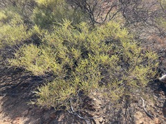 Acacia