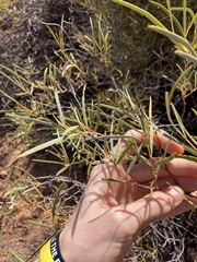 Acacia