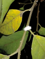 Cryptolaemus montrouzieri
