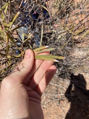 Acacia