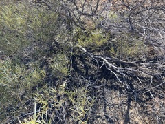 Acacia