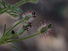 Daucus glochidiatus