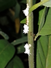 Cryptolaemus montrouzieri