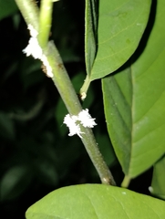 Cryptolaemus montrouzieri