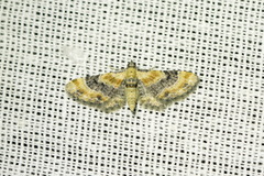 Eupithecia linariata