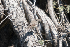 Baeolophus inornatus