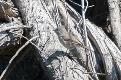 Baeolophus inornatus