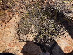 Olearia eremaea