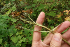 Crepis sibirica