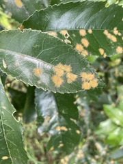 Cephaleuros lagerheimii