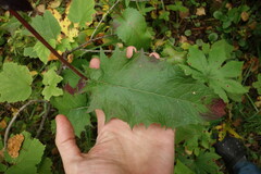 Crepis sibirica