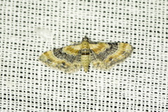 Eupithecia linariata