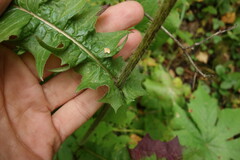 Crepis sibirica