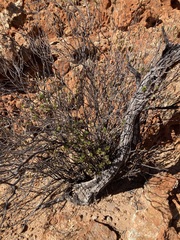Olearia eremaea