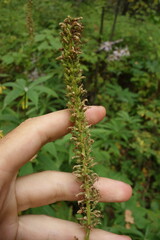 Veronicastrum sibiricum