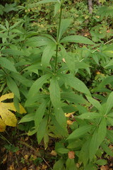 Veronicastrum sibiricum