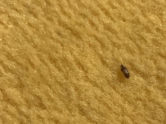 Dermestidae