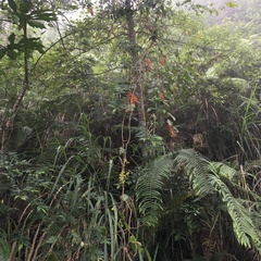 Schisandra arisanensis