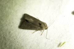 Aporophyla lutulenta