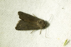 Aporophyla lutulenta