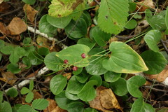 Maianthemum bifolium