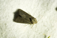 Aporophyla lutulenta