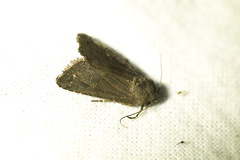 Aporophyla lutulenta