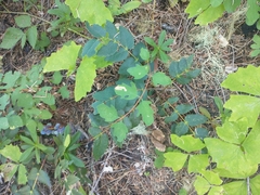 Symphoricarpos mollis