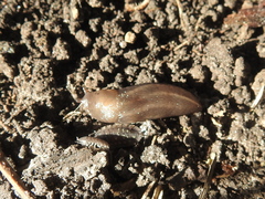 Limax maximus