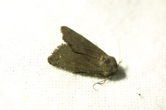 Aporophyla lutulenta