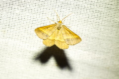 Isturgia arenacearia