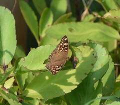 Junonia lemonias