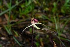 Caladenia fulva