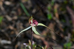 Caladenia fulva